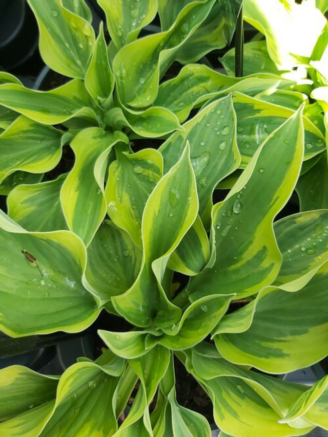 Hosta 'Wide Brim'