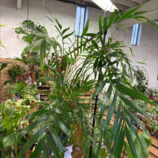 Palmier d’intérieur (haut) 
