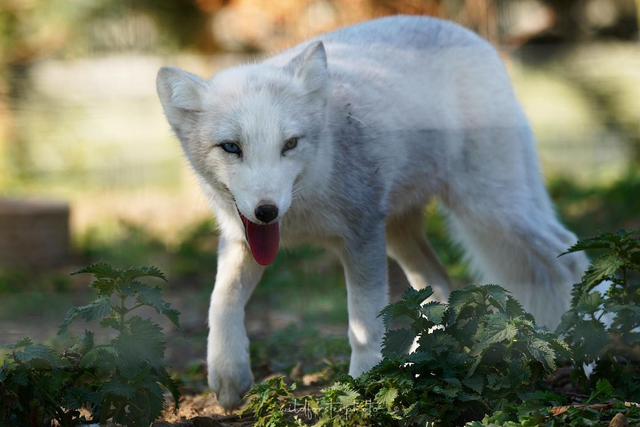 Arctic Fox Experience