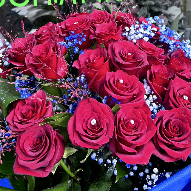Fascio di rose rosse olandesi a stelo lungo con gipsofila blu 