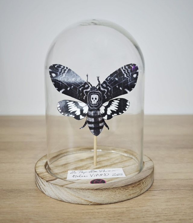 Papillon Sphinx sous globe - Collection Cabinet de curiosité