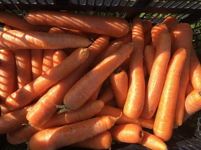 Bunch of 6 carrots 