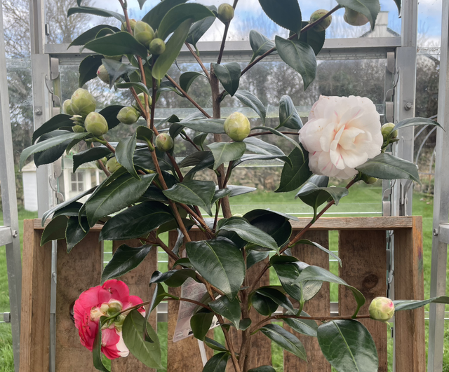 Camellia Winter Festival