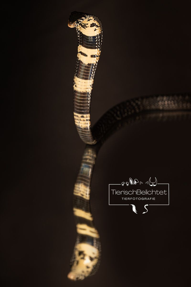 Schwarzweiße Hutschlange - Hochformat