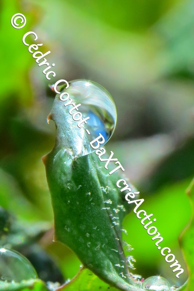 Impression sur alu dibond - Rosée et gouttes de pluie (ref 8568)