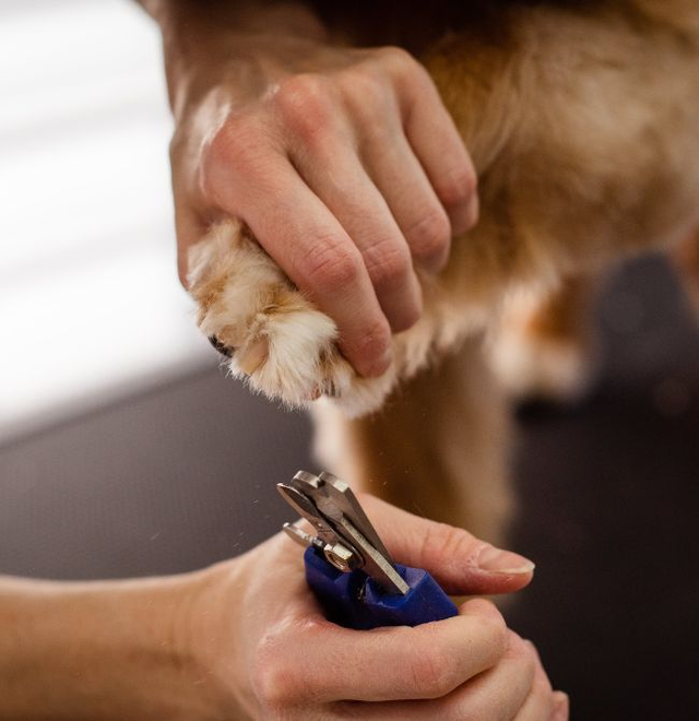 Grooming Extra - Nail Trim Services & Packages