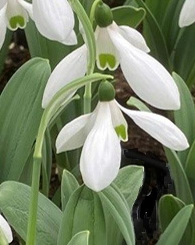 Galanthus elwesii 'Mount Everest' 10cm pot 5 bulbs