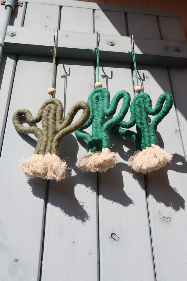 Cactus 🌵 ( taille M )