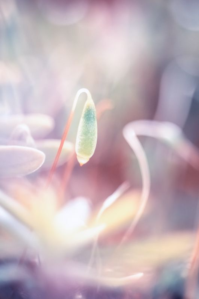 FEERIE-003 - Cailleac Bheur 