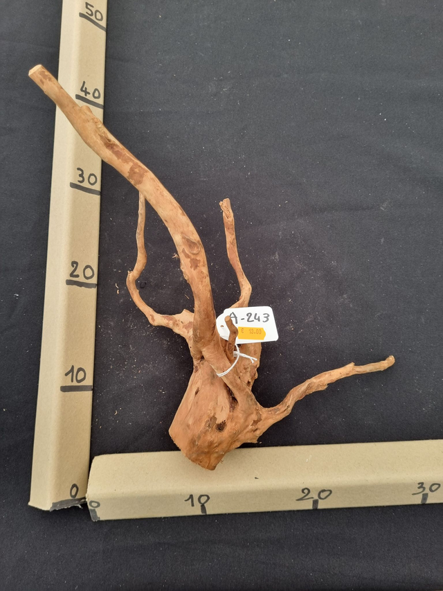 Racine araignée A-243