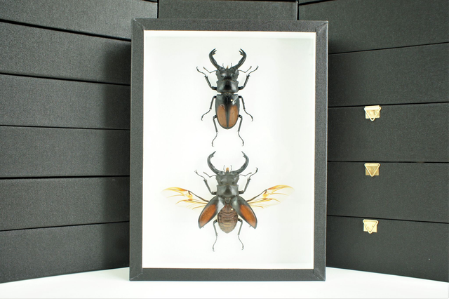 Hexarthrius parryi (duo)