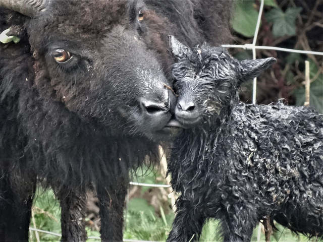 A5 Blank Greeting Cards (Sheep Selection)