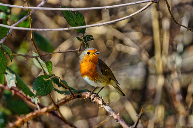 Rouge gorge sur une ronce
