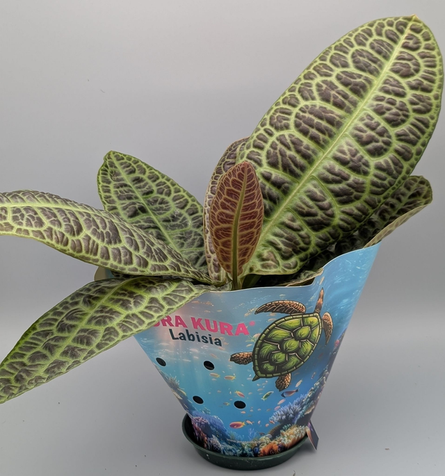 Labisia obtusifolia kura kura