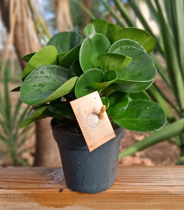 B83 . Peperomia Obtusifolia