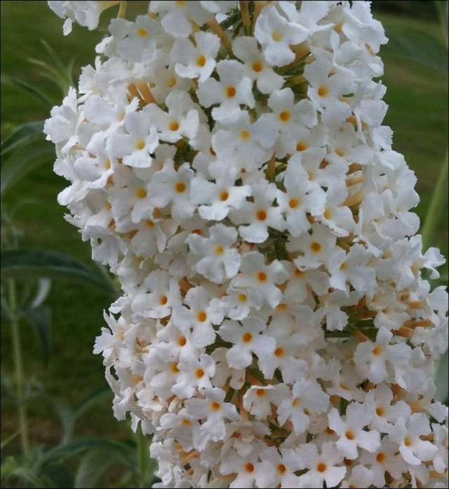 Buddleja Davidii Peace - 1ltr pot