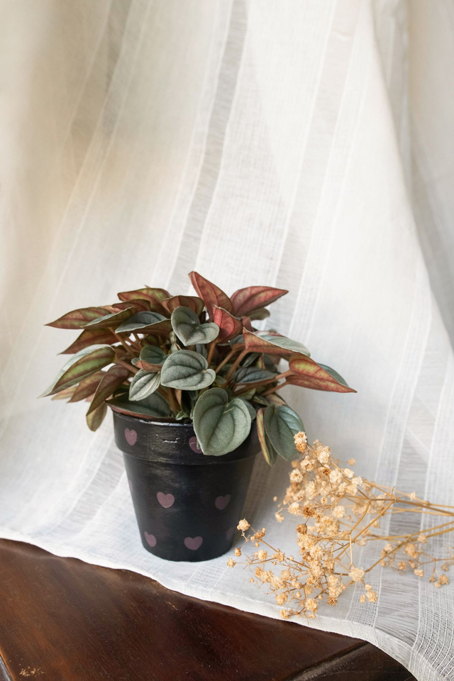 Peperomia Glitter🌙 Pot + Plante