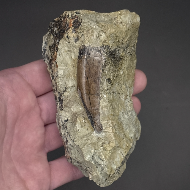 Megalosaurid Tooth