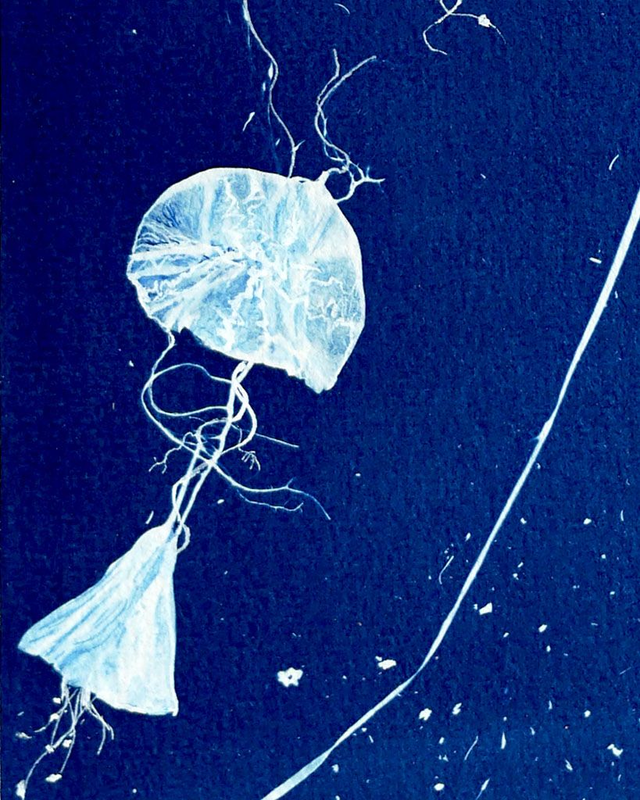 Cyanotype "Hybride en bleu n°8"