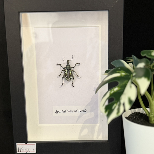 Spotted Weevil Beetle