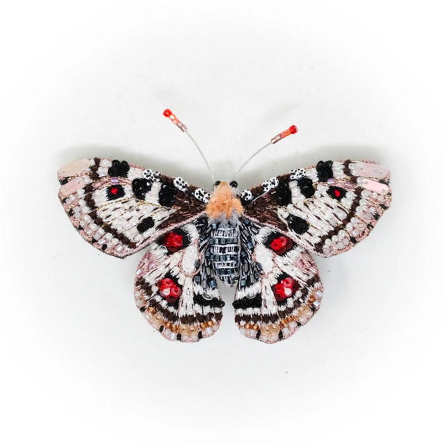Papillon Apollo