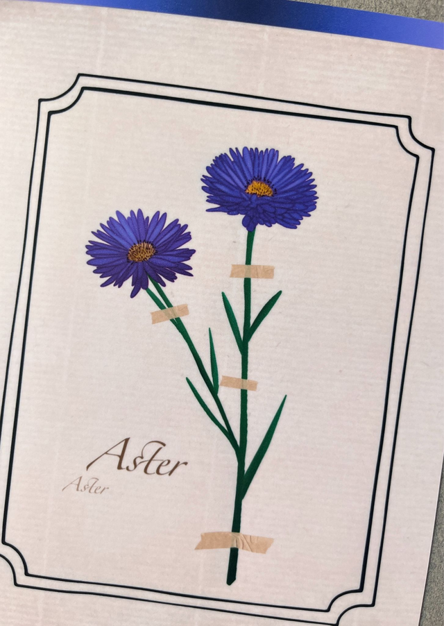 Affiche 09. L'Aster (septembre)