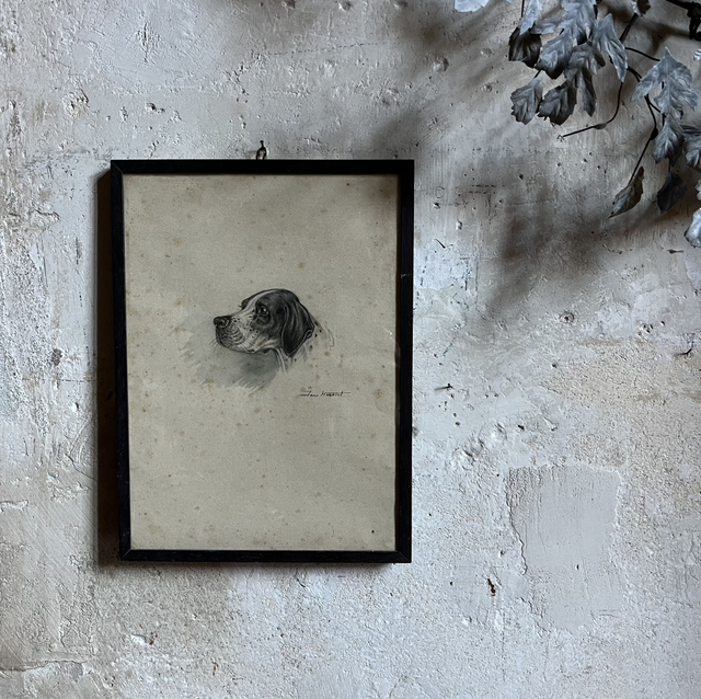 Setter Anglais - Jean Herblet 