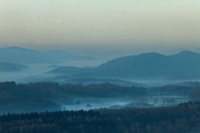 Taubenschwarm an einem nebligen Morgen über dem Pfälzerwald
