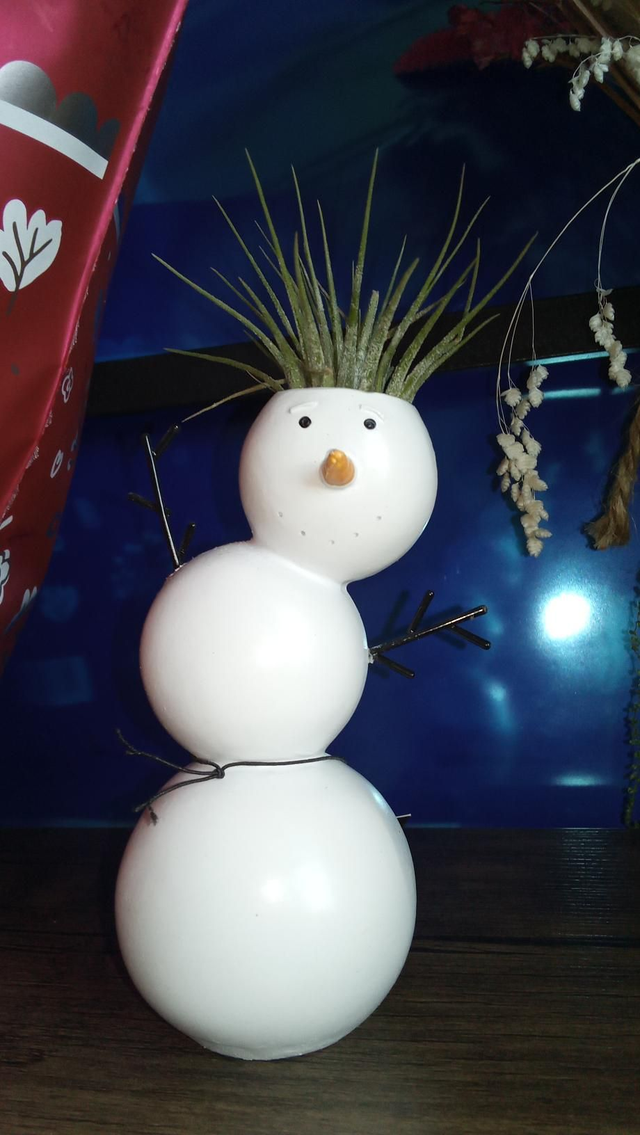 Tillandsia bonhomme de neige