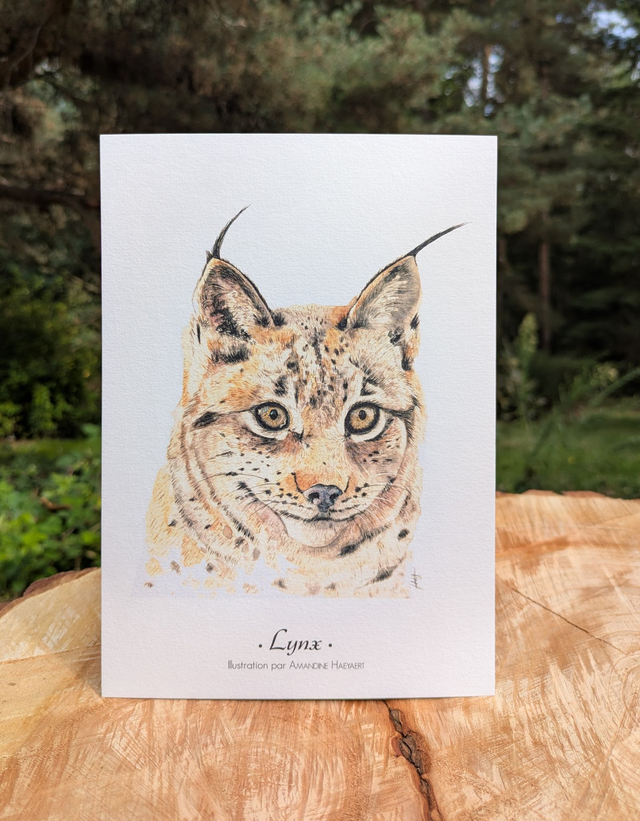 Tirage Lynx
