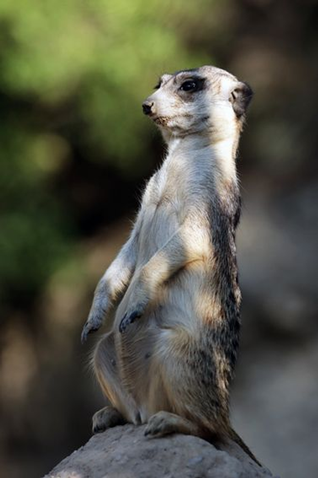 Suricate - Ref : 7337