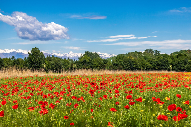 Campo di papaveri