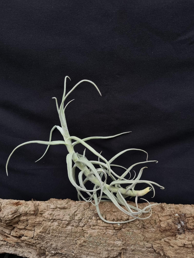 Tillandsia paleacea