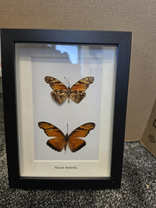 Passion Butterfly set