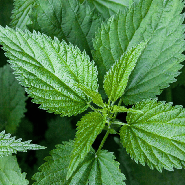 Feuille d'Ortie Piquante : L'Alliée Naturelle pour Soulager les Douleurs Articulaires et Détoxifier l'Organisme