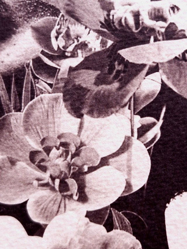 Cyanotype encadré - Femme en fleurs - Illustration Flora