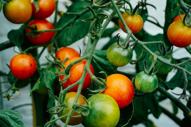 Tomato Small Pot