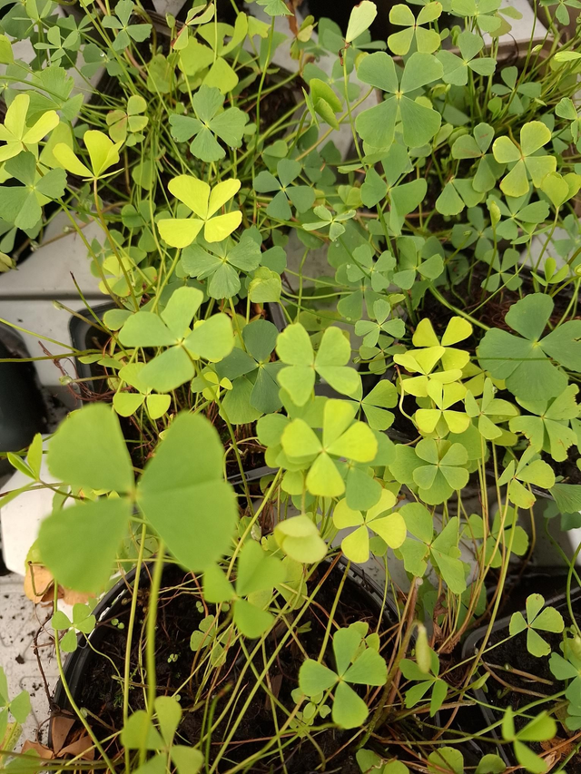 Marsilea quadrifolia 