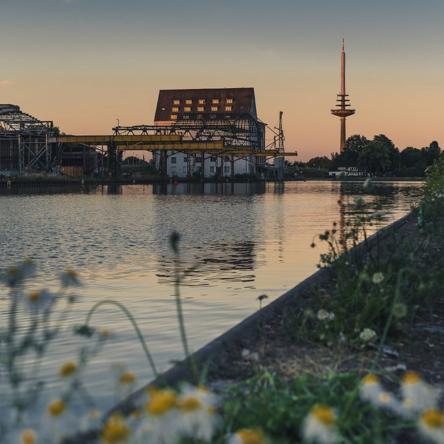 Hafen hinter Wiesenblumen