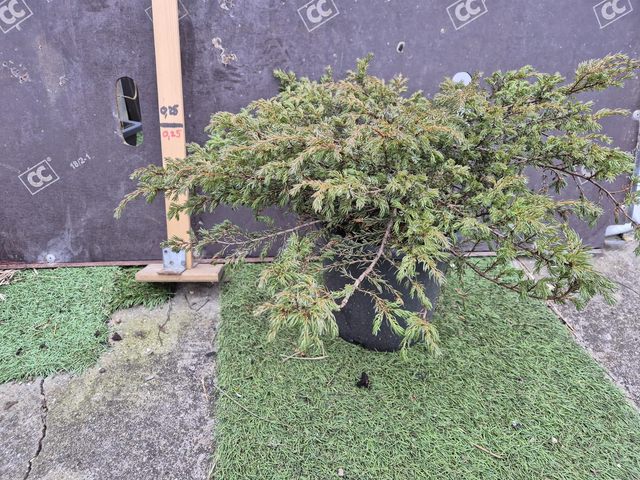Juniperus pot 2L
