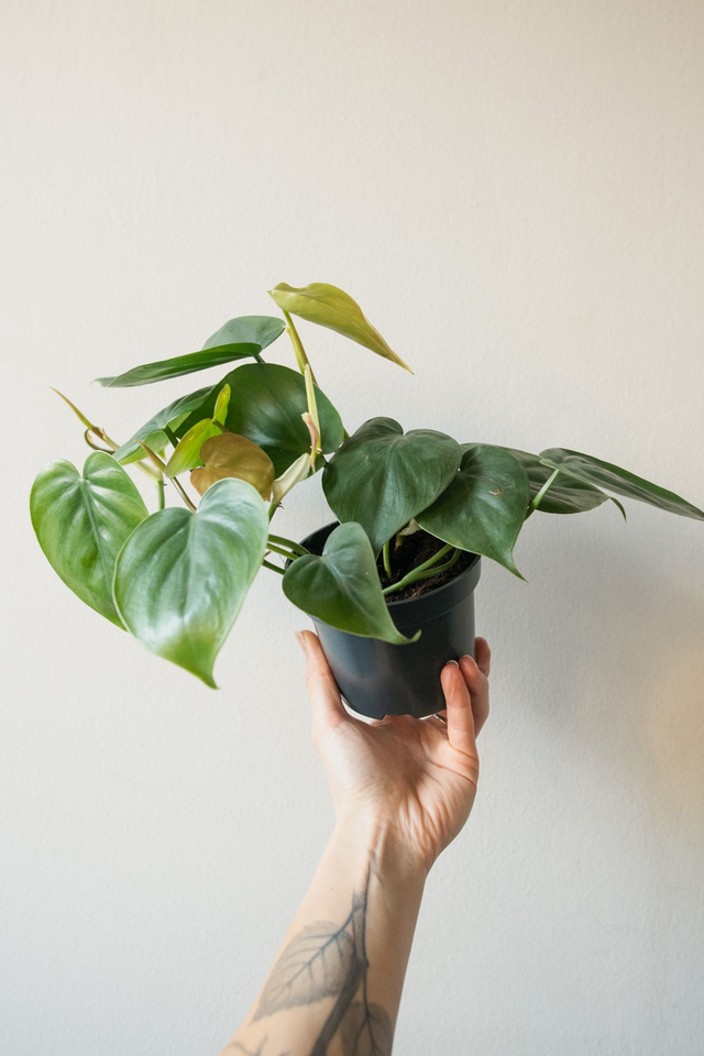 Philodendron Scandens 🌿