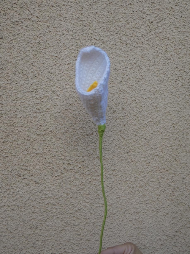 Arum blanc