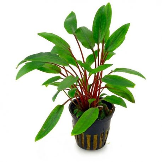 Cryptocoryne Becketti Viridifolia