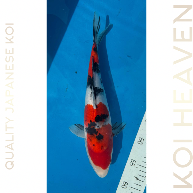 Shintaro koi farm  Sanke Tosai 31cm