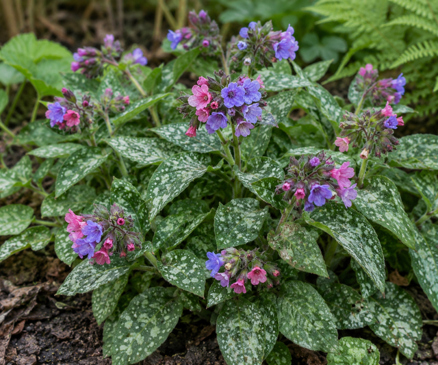 Pulmonaria officinalis' Mrs Moon' 2 litre