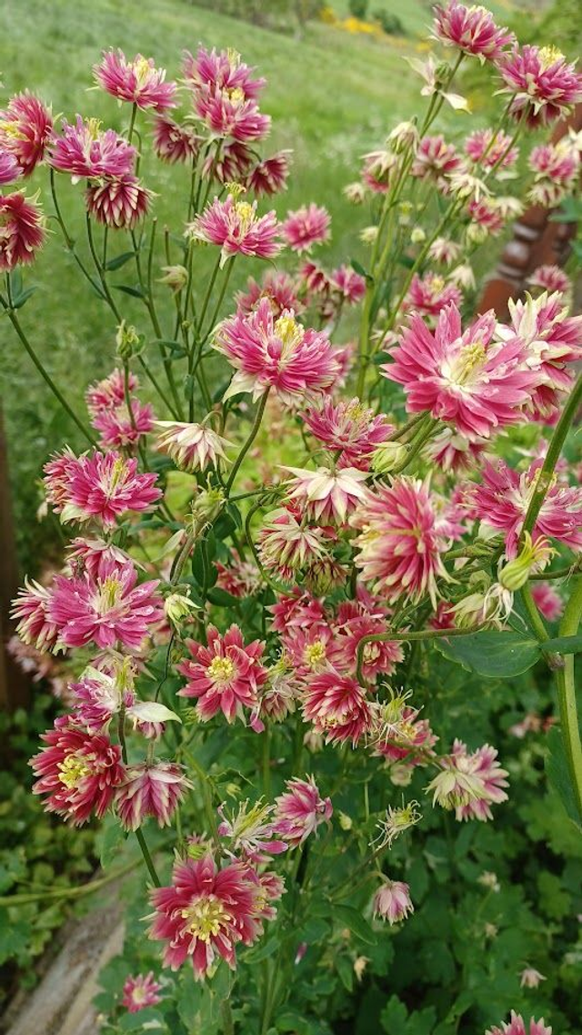 Aquilegia Nora Barlow
