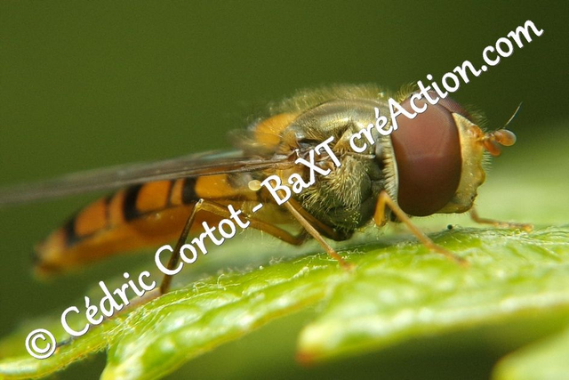 Impression sur alu dibond - Le petit monde du Vivant (ref 100_0884)