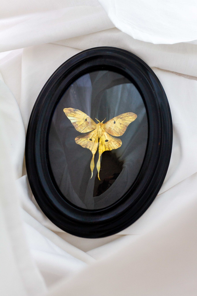 z-Actias Luna - Disponible uniquement au Musée d'histoire Naturelle de Lille