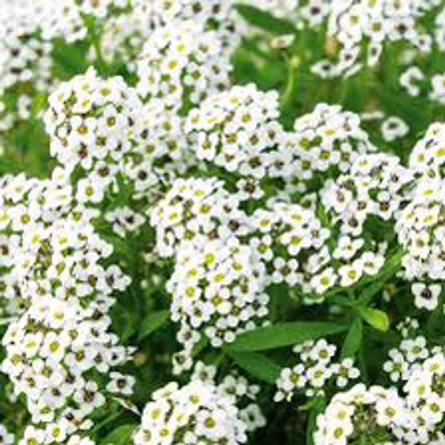 Alysse Odorante Bio - Lobularia maritima