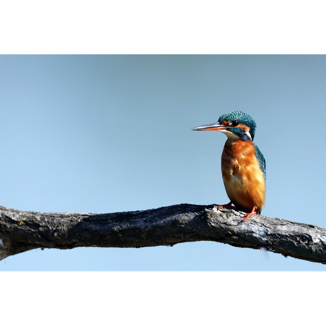 Martin Pêcheur - réf: 7733